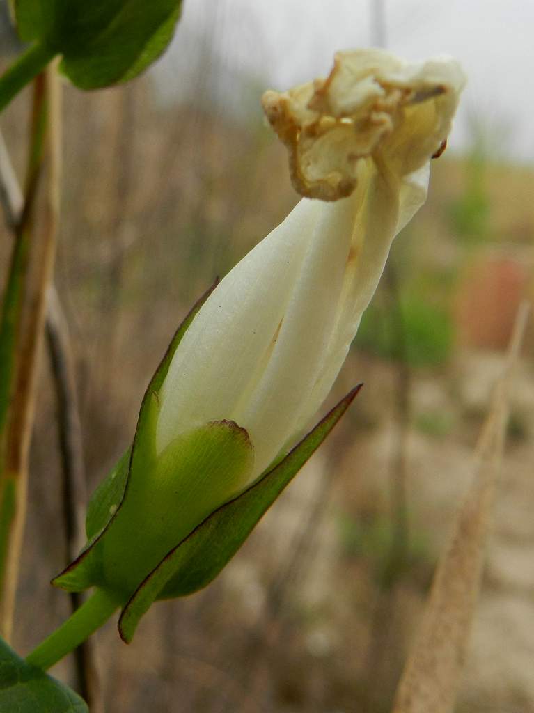 Convolvulus sepium / Vilucchione
